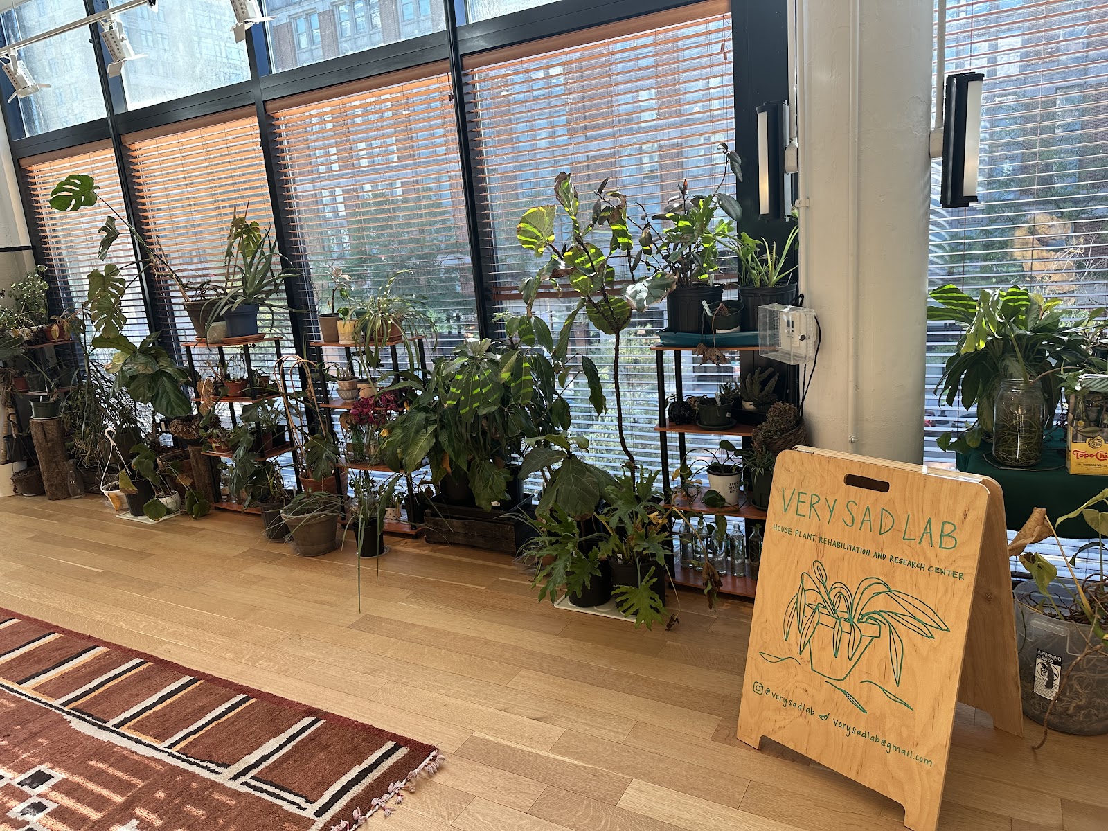 Eaton House plant-filled window area with Very Sad Lab house plant rehabilitation sign, diverse houseplants, and warm wood floors